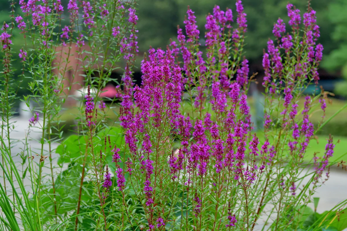 Purple loosestrife