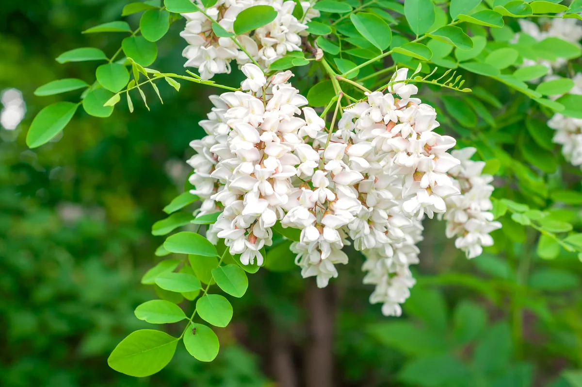 Black locust