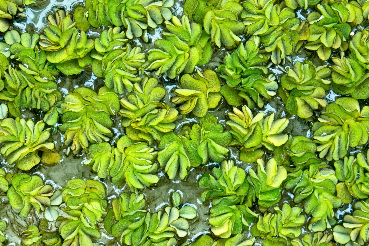 Giant Salvinia