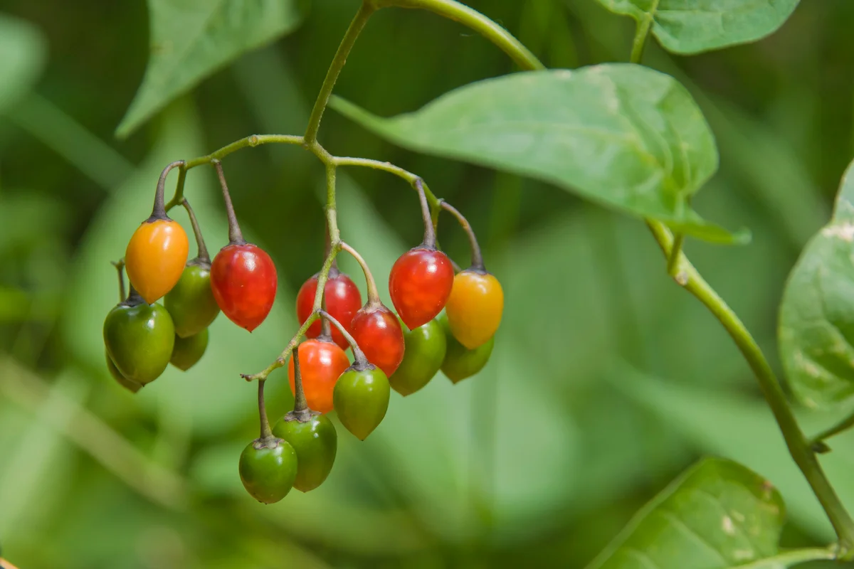 Climbing Nightshade