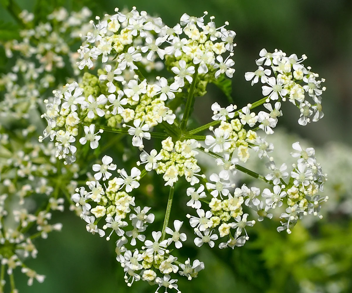 Poison hemlock