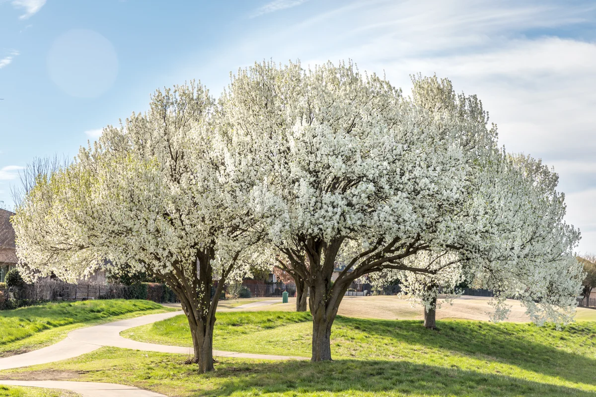 Bradford pear