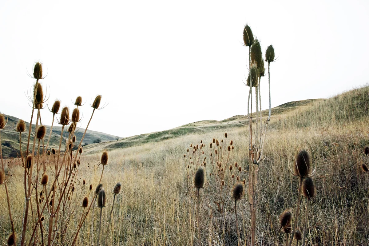Teasels