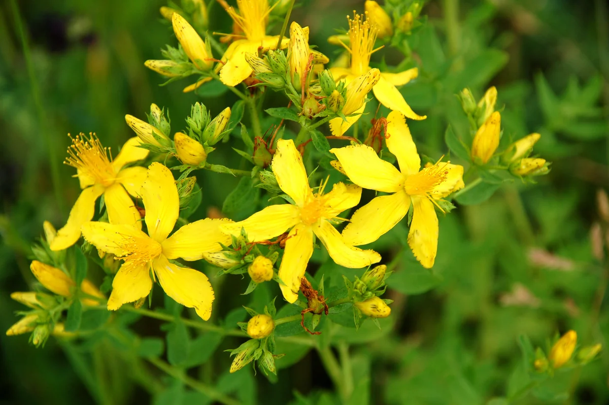 St. John's Wort