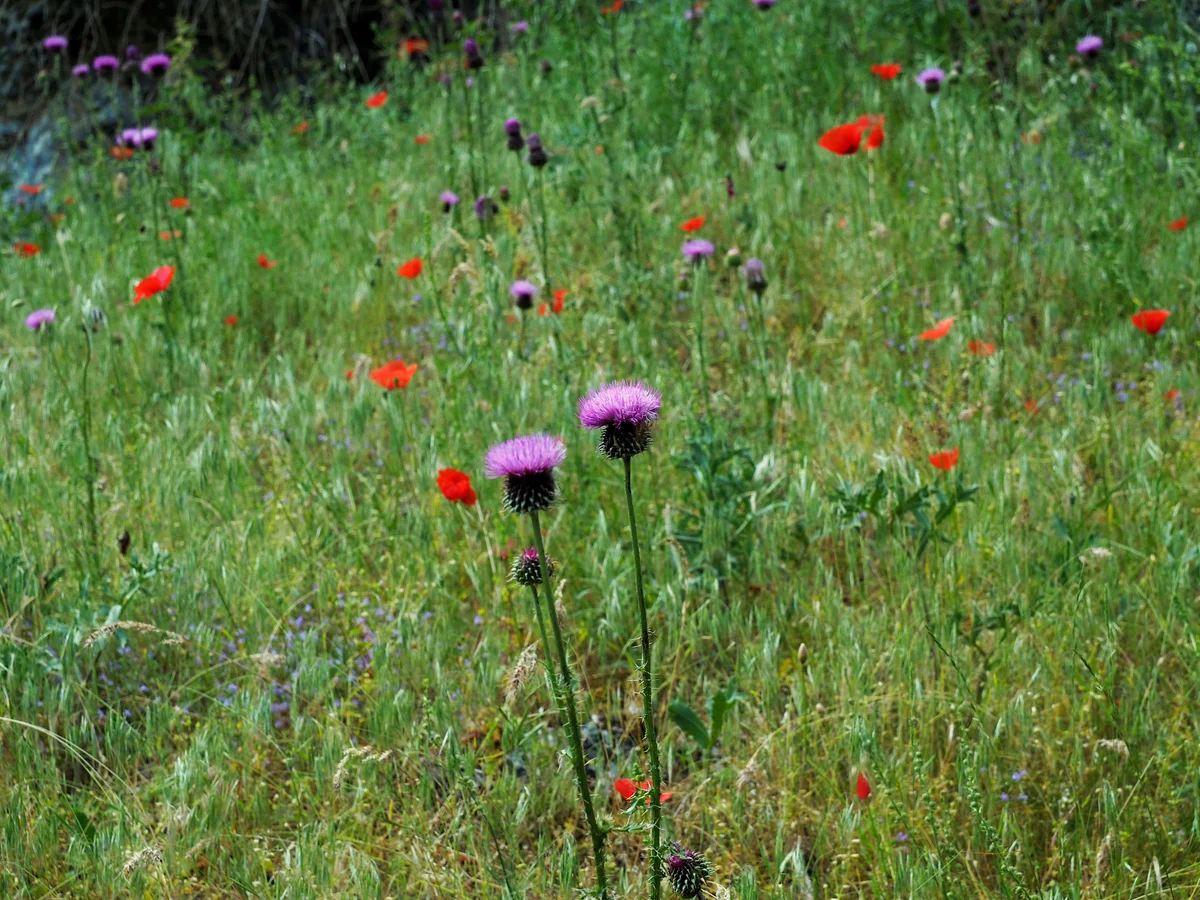 Plumeless thistle