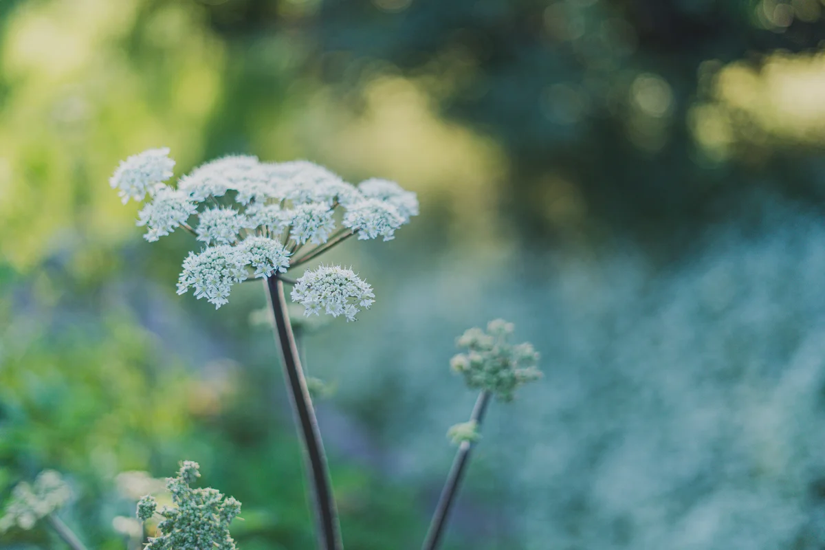 waterhemlock