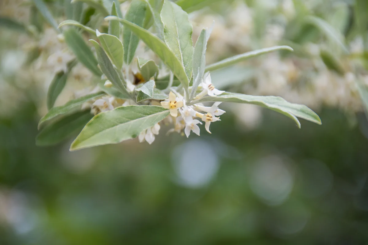Autumn Olive