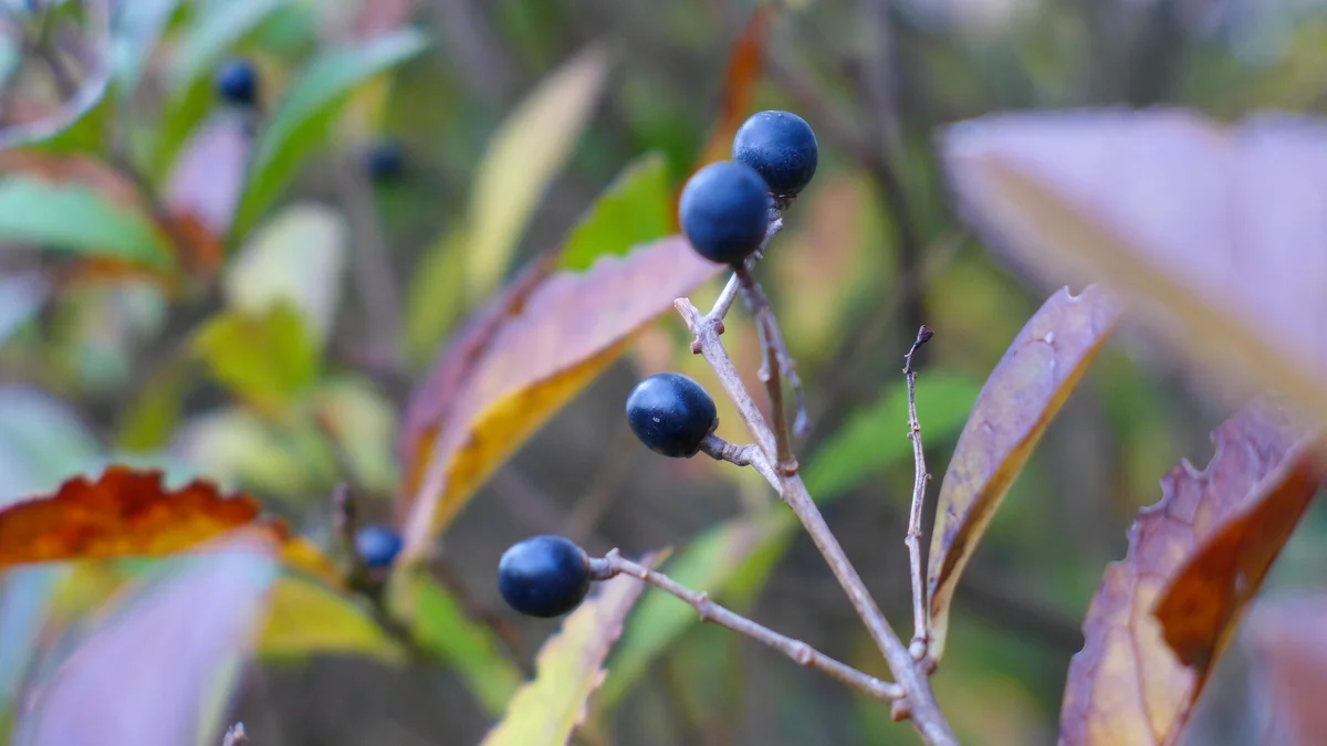 Border privet