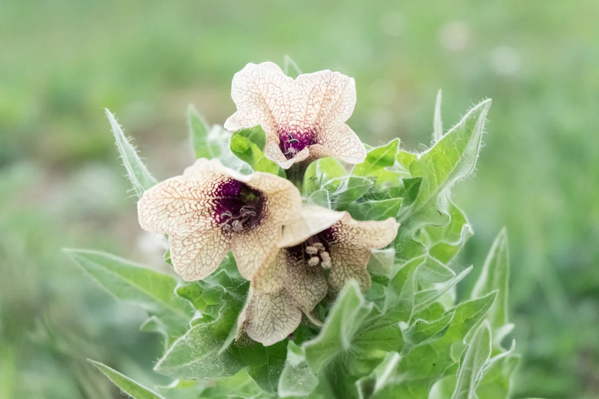 Black henbane