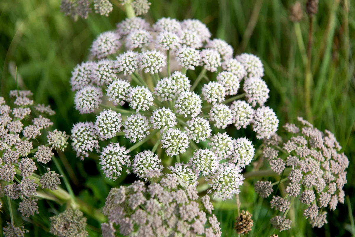 wild parsnip