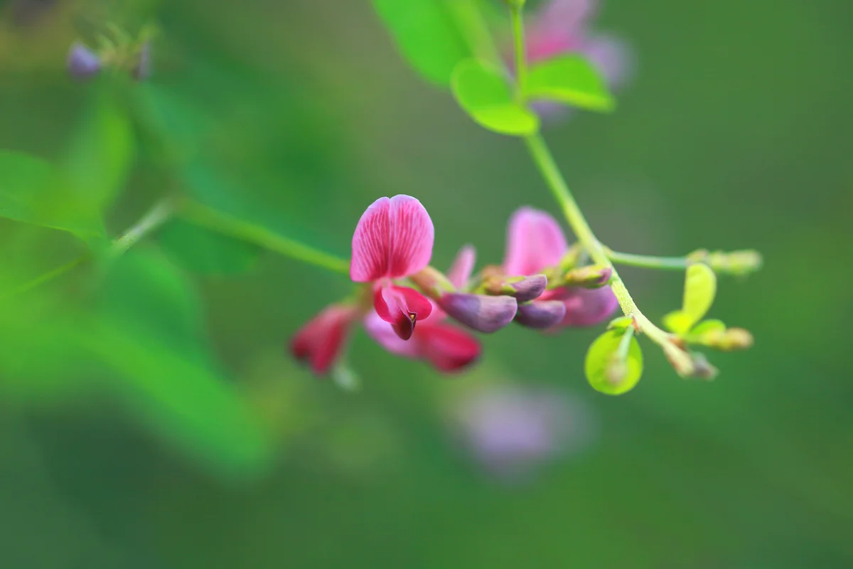 Bicolor Lespedeza