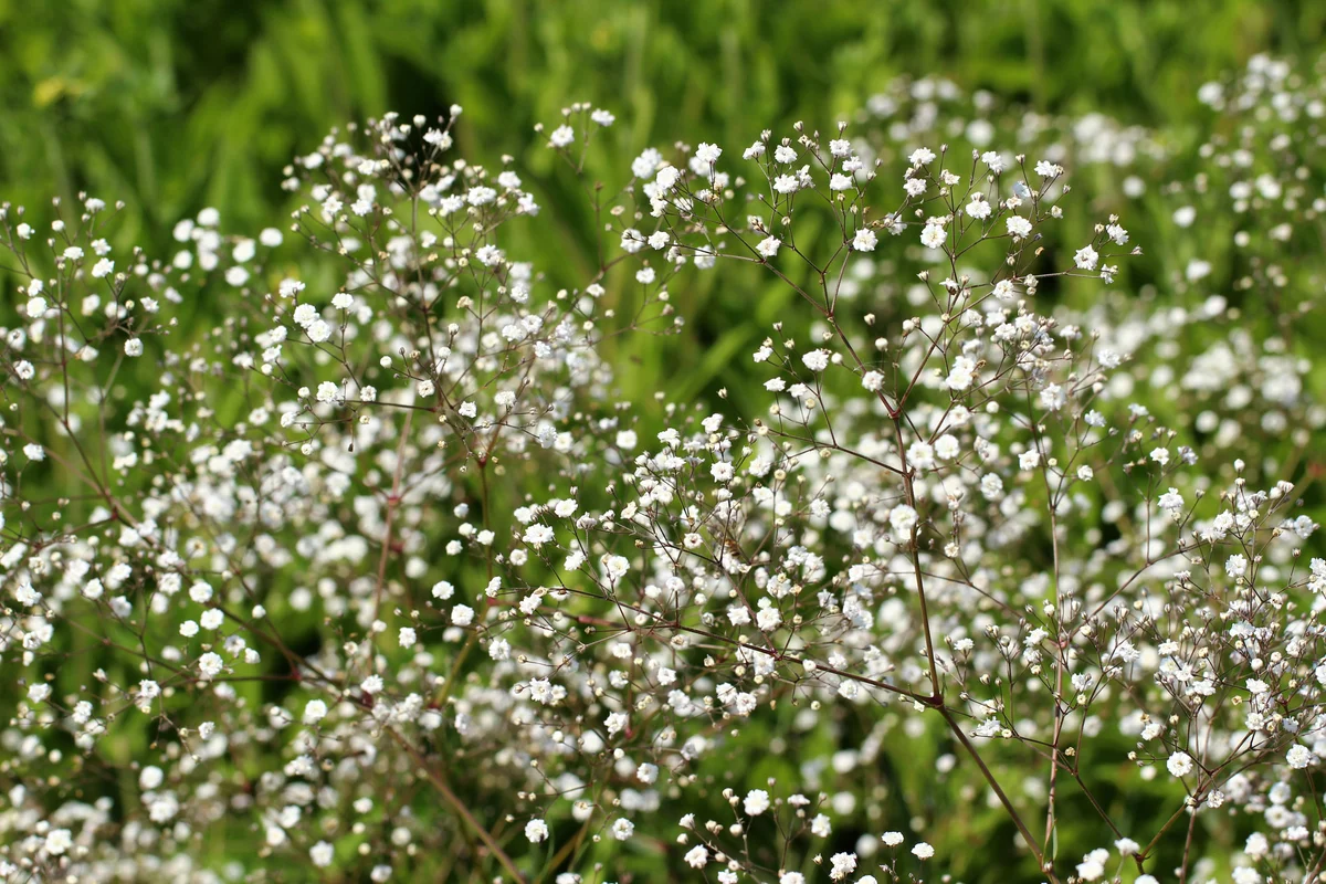 Baby's Breath