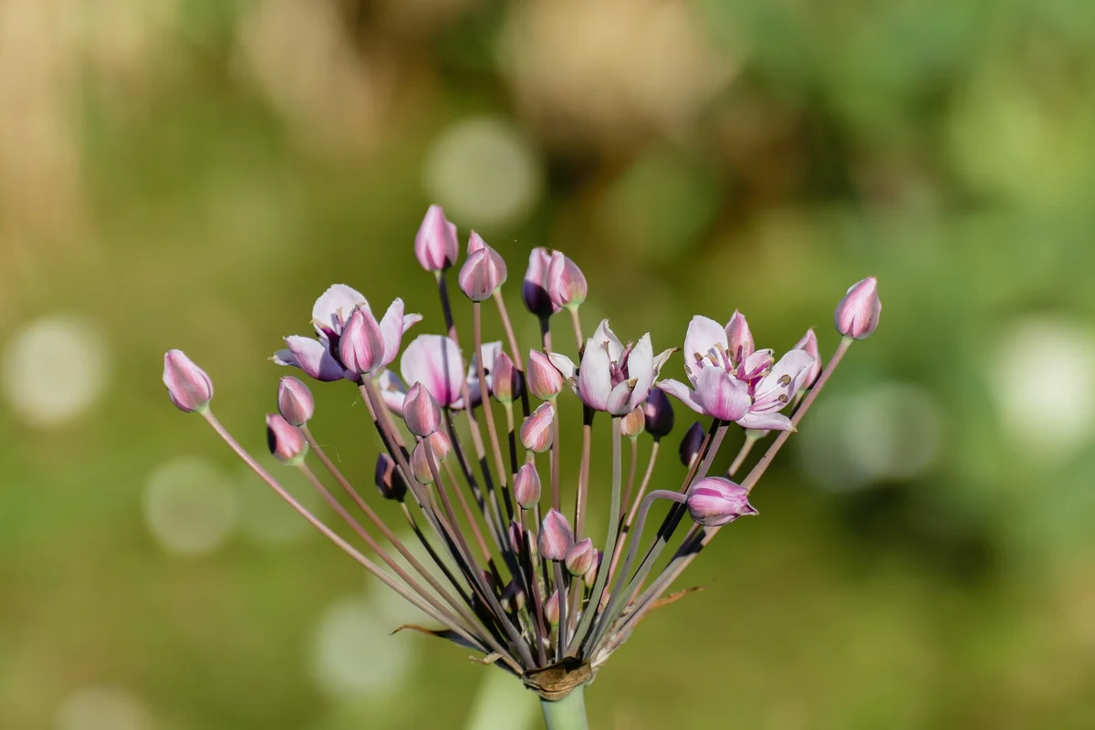 Flowering rush