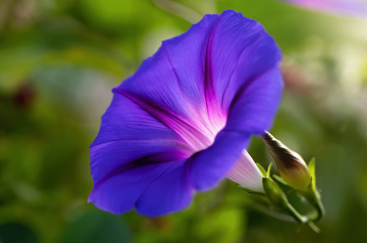 Morning glory
