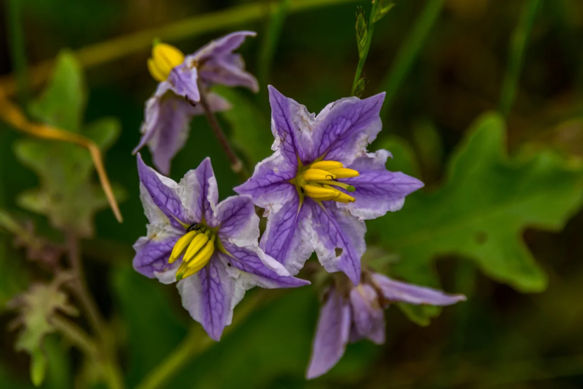 Silverleaf Nightshade