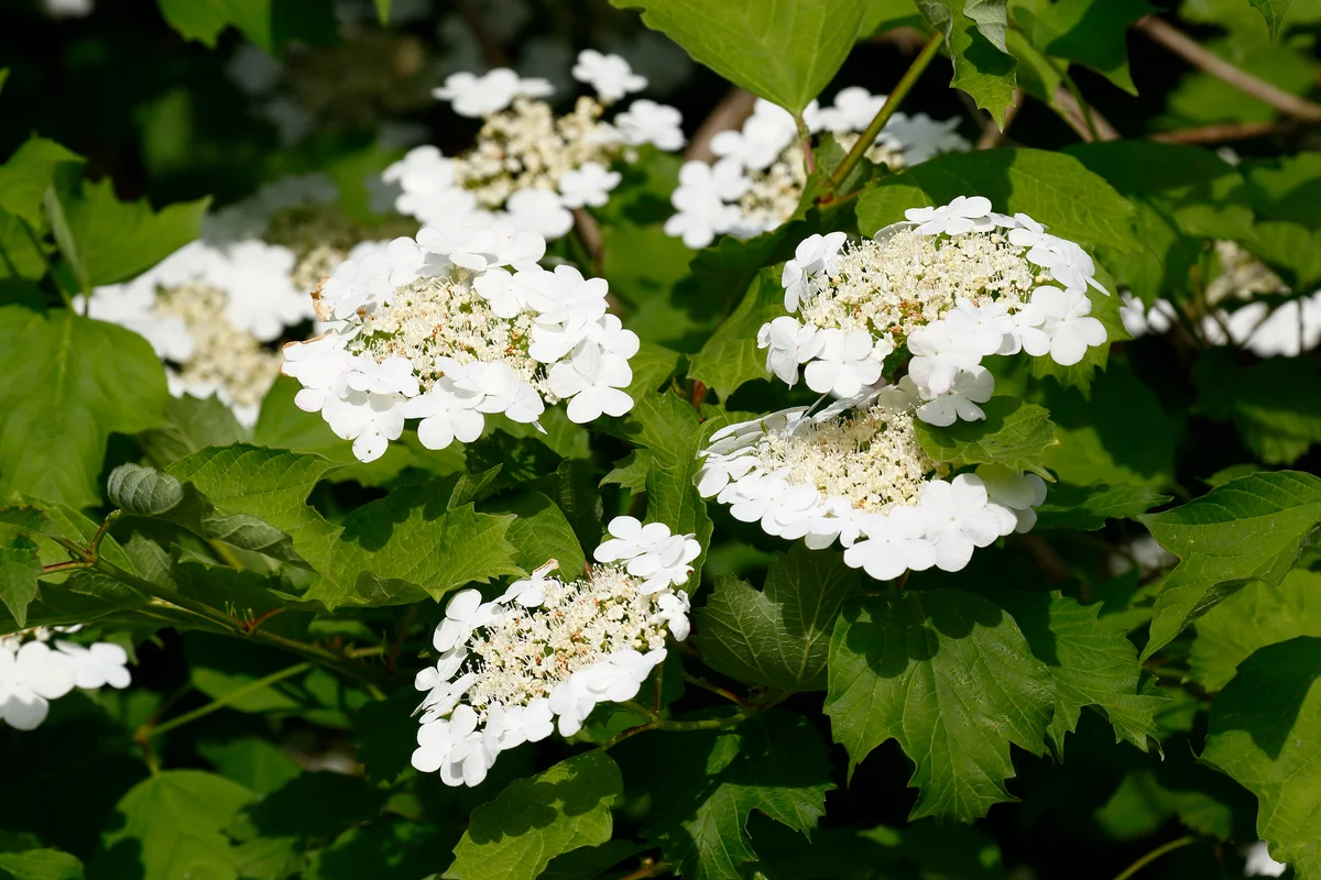 Guelder rose