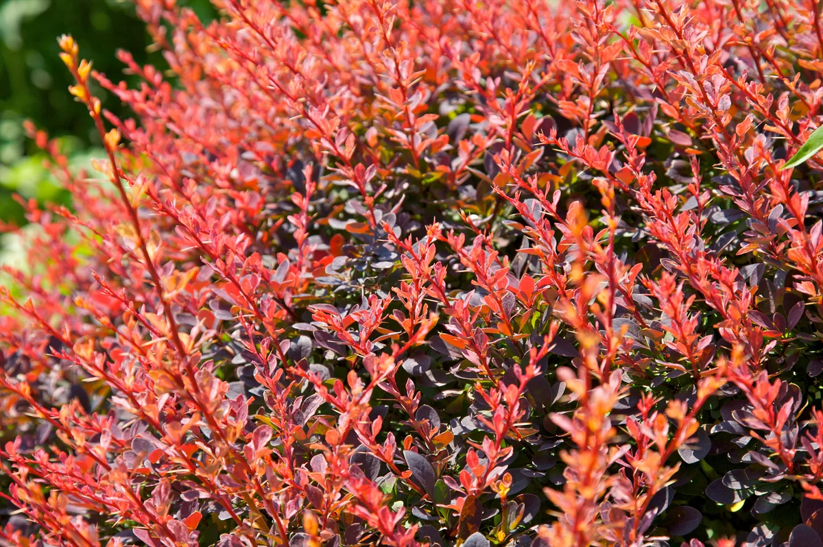 Japanese berry