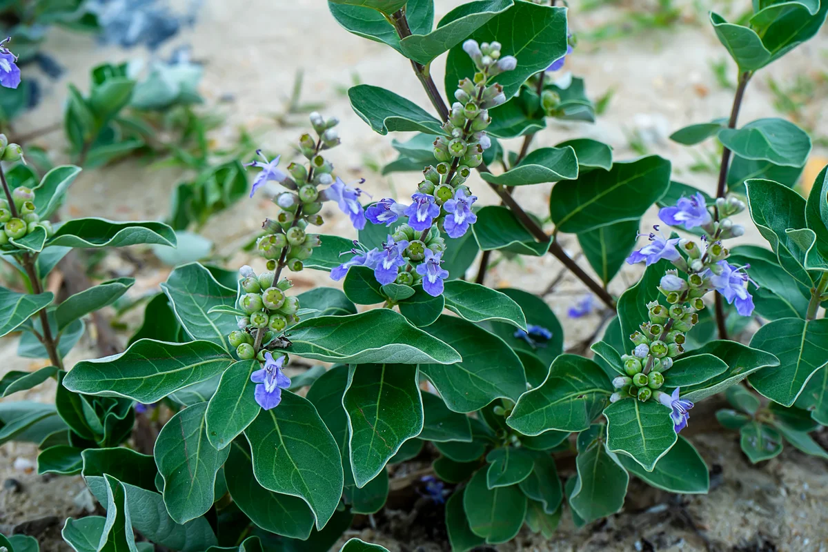Beach vitex