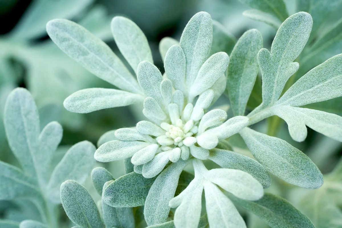 Absinth Wormwood