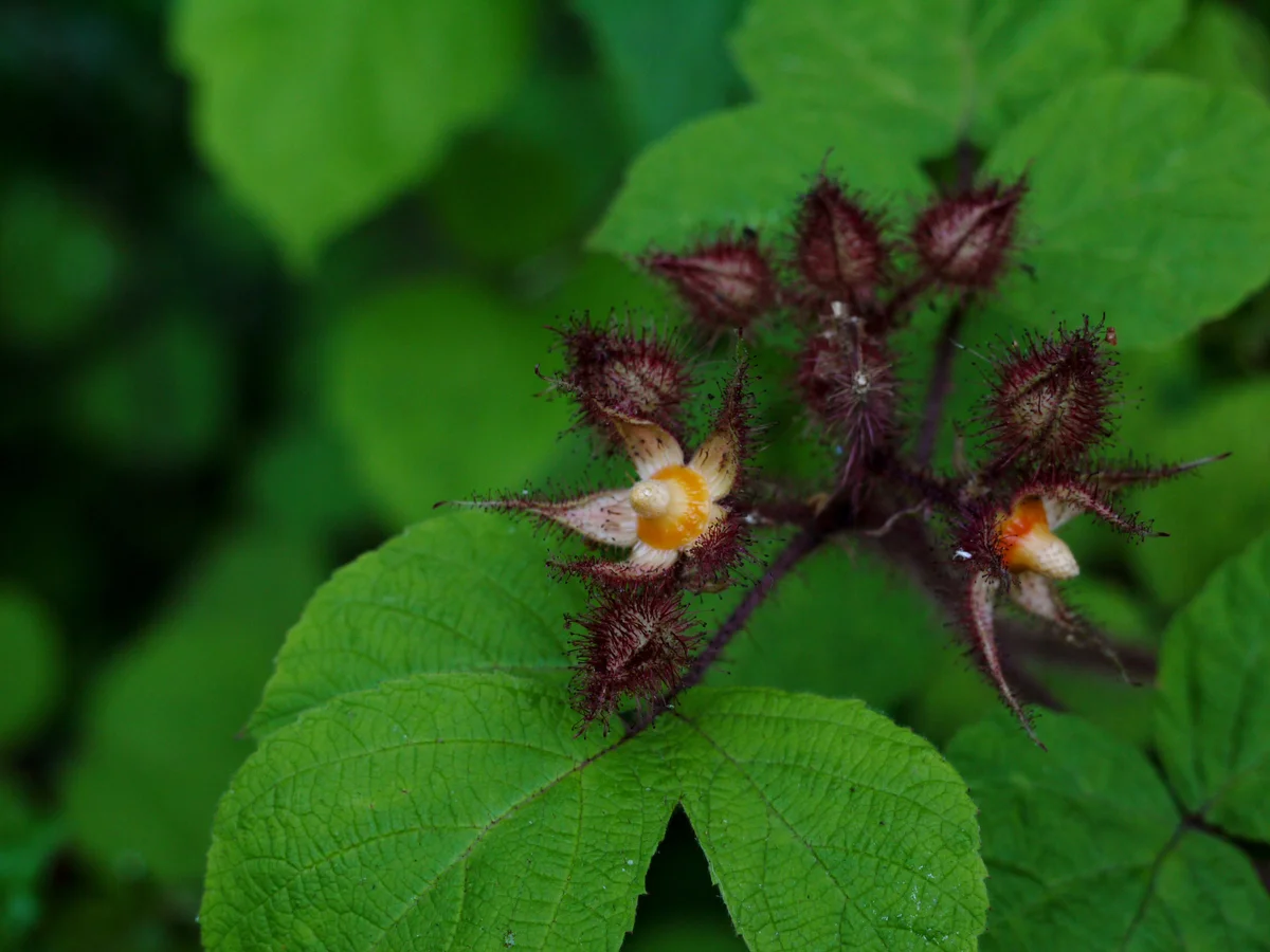 Wineberry