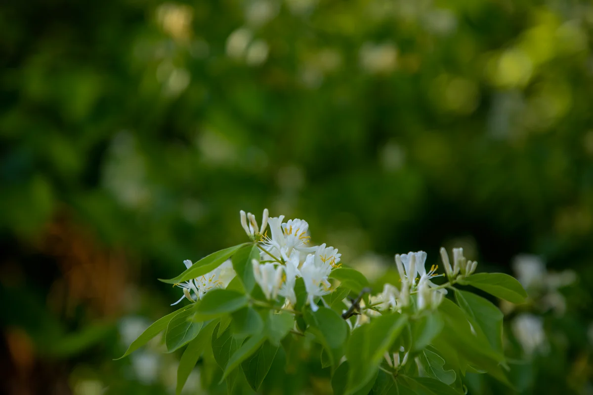 Amur Honeysuckle