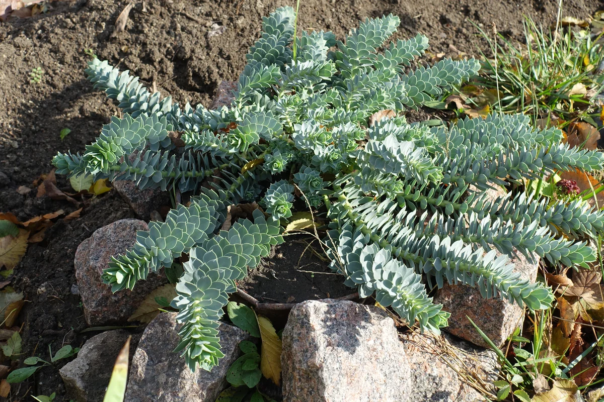 Myrtle Spurge