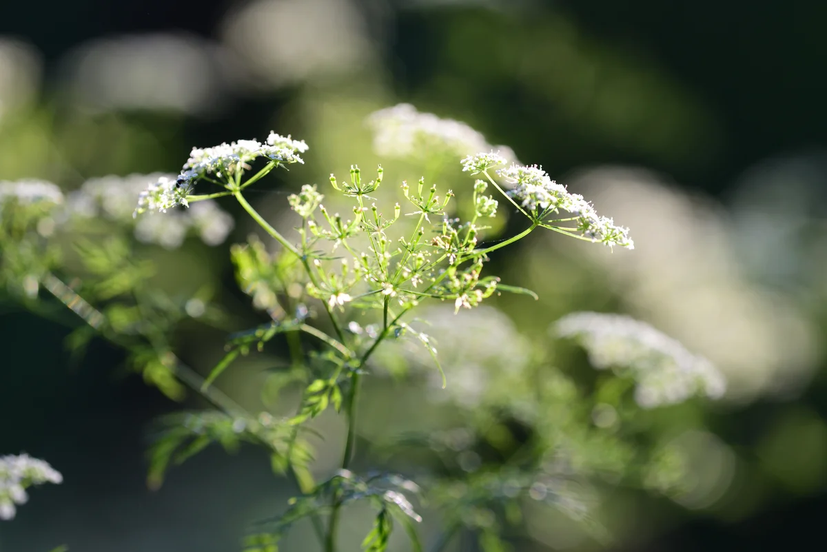 Wild Chervil