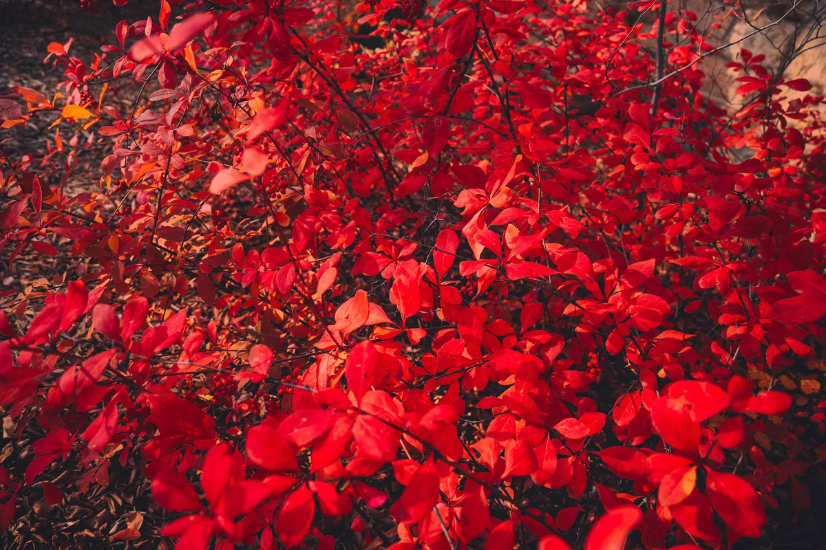 Winged Euonymus