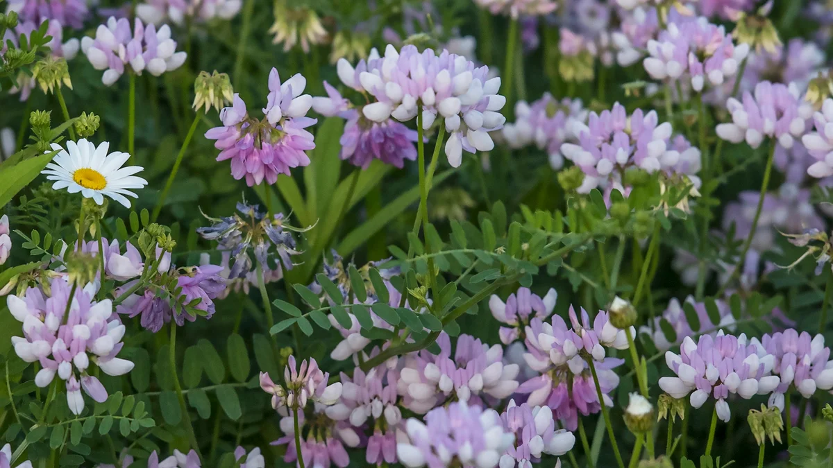 Crown Vetch