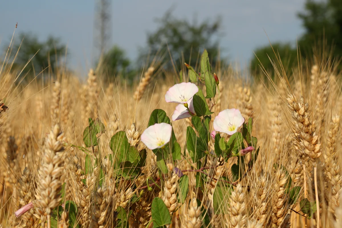 Field Bindweed