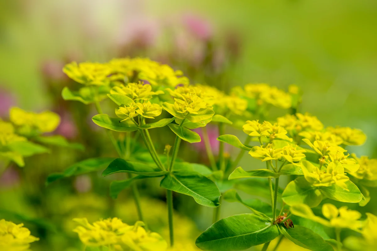 Leaf spurge