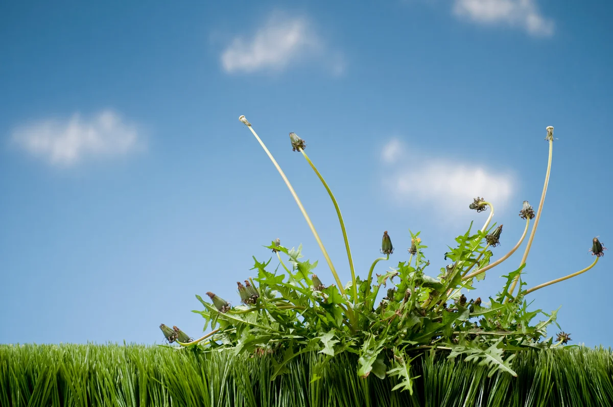 Weeds against blue sky