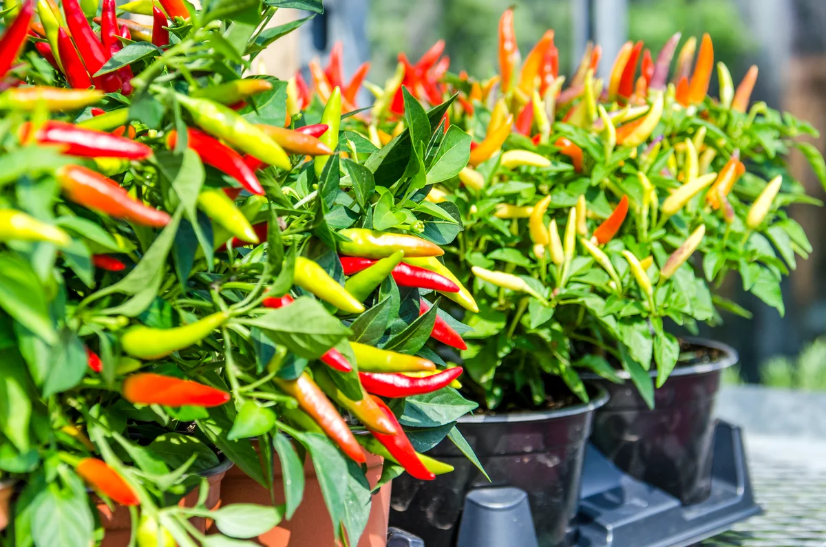 Ornamental peppers in pots