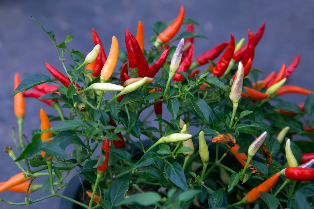 Ornamental peppers