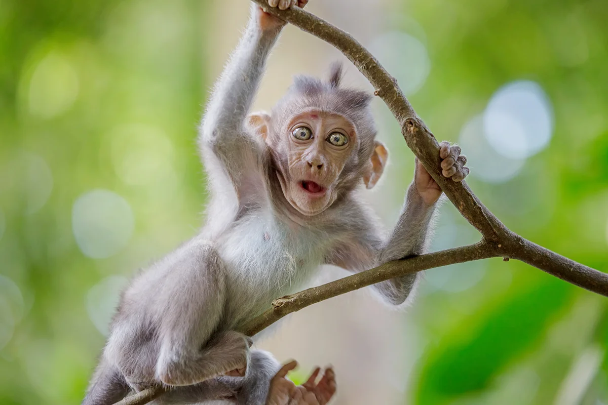 Close-Up Portrait Of Monkey Infant On Branch In Forest