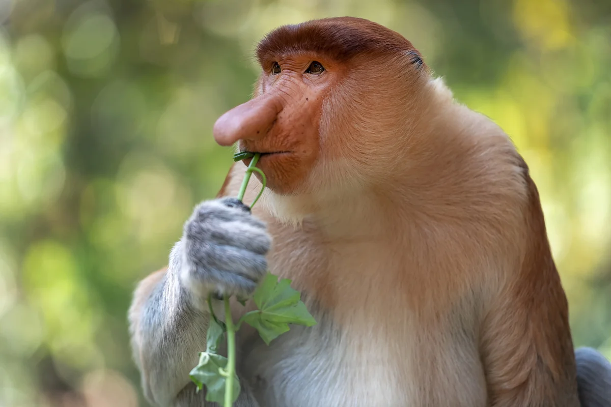 Male Proboscis Monkey Nasalis larvatus