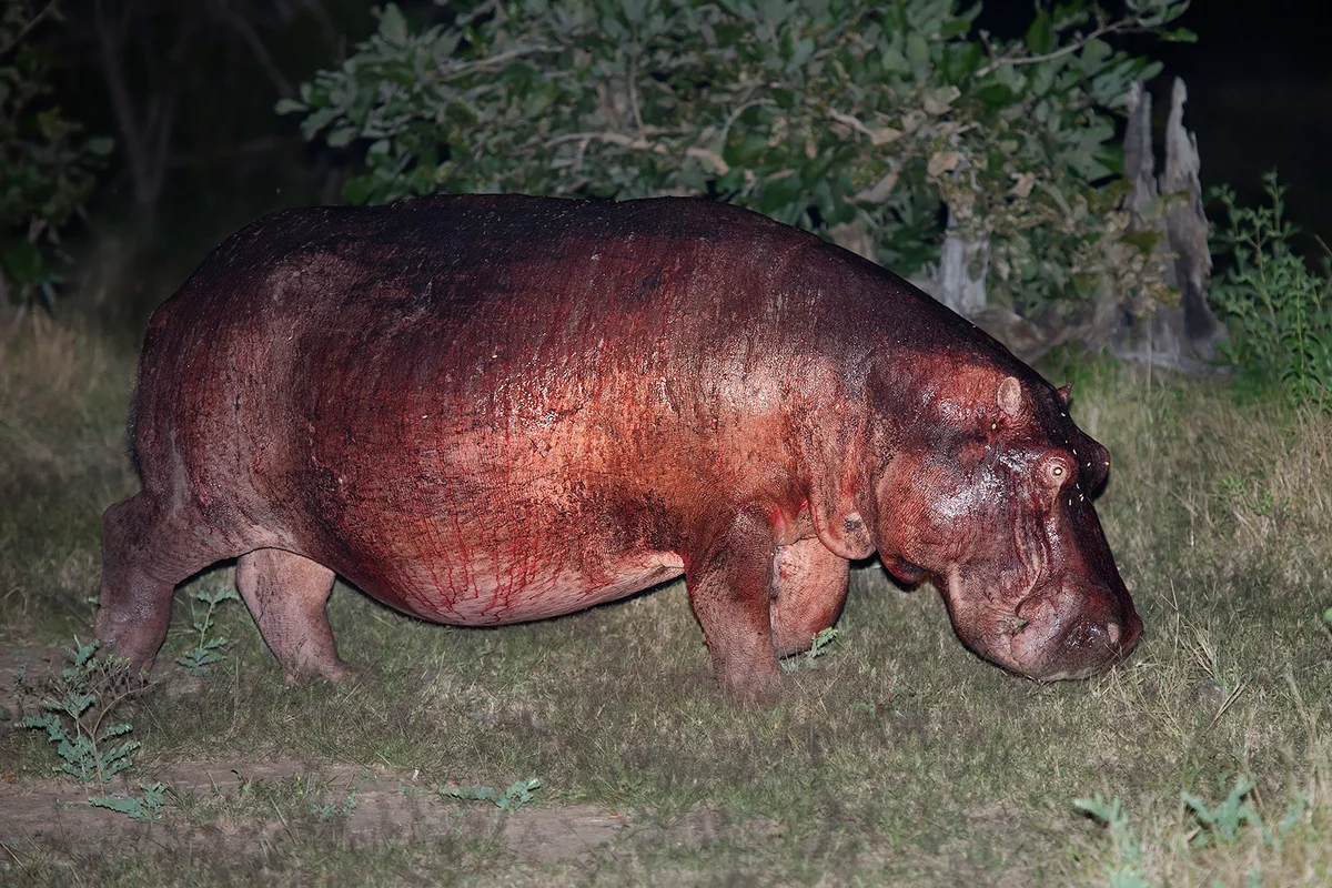 Hippo's blood sweat