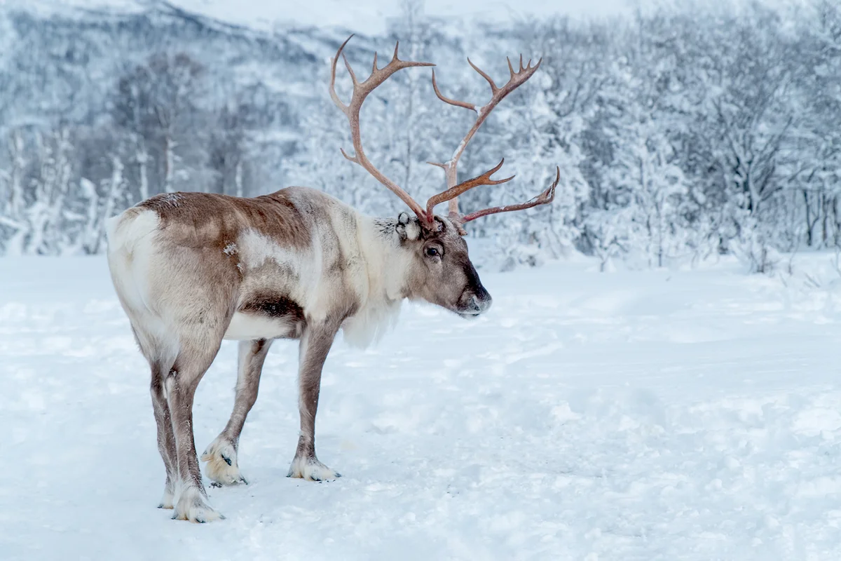 Reindeer standing in snowcovered wilderness