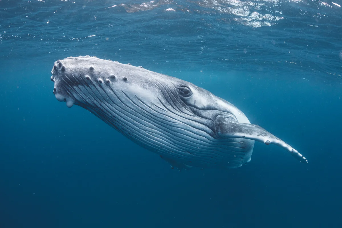Humpback whale portrait