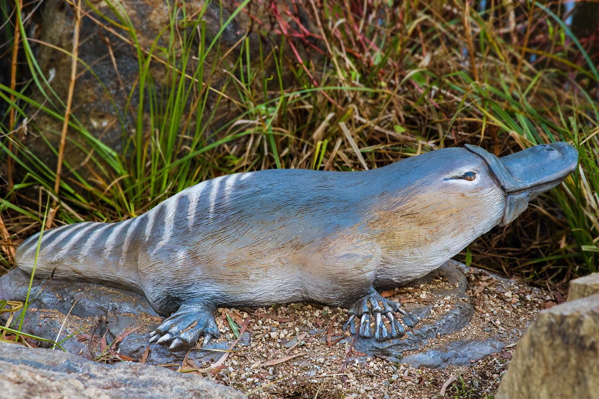 Platypus