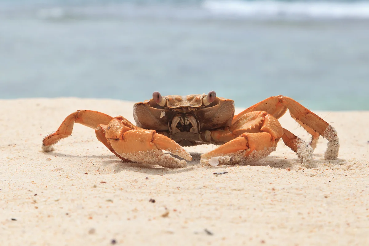 Crab on tropical beach