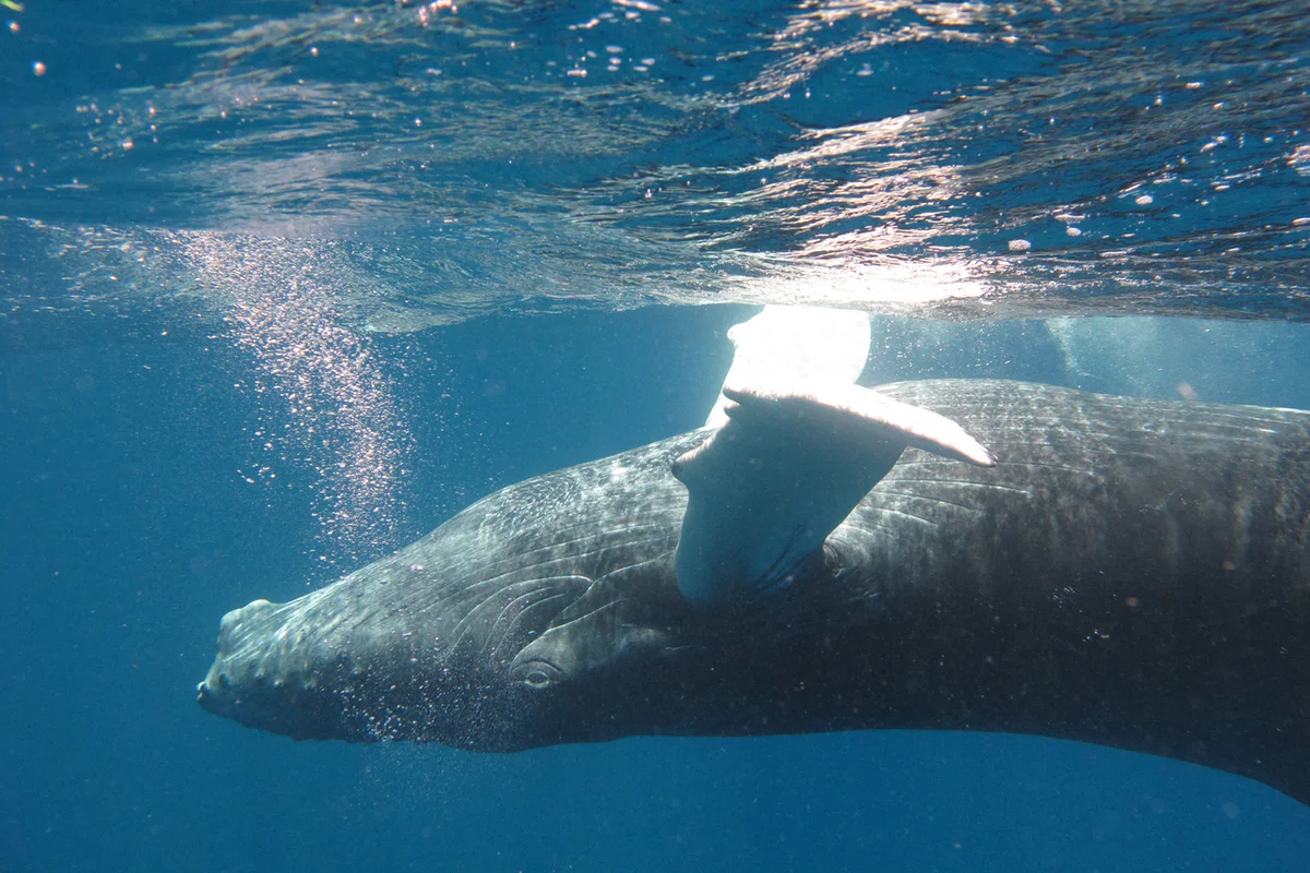 Baby humpback whale underwater with bubbles