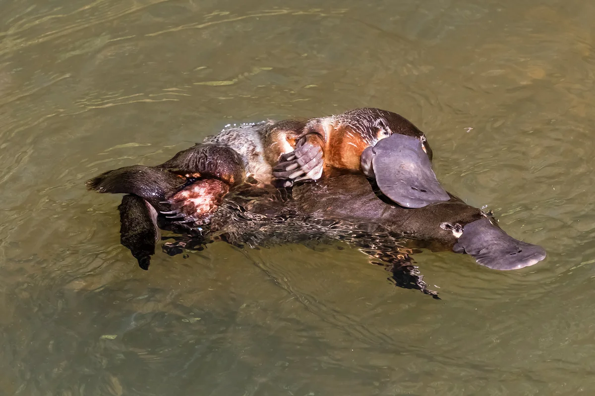 A couple of platypus mating
