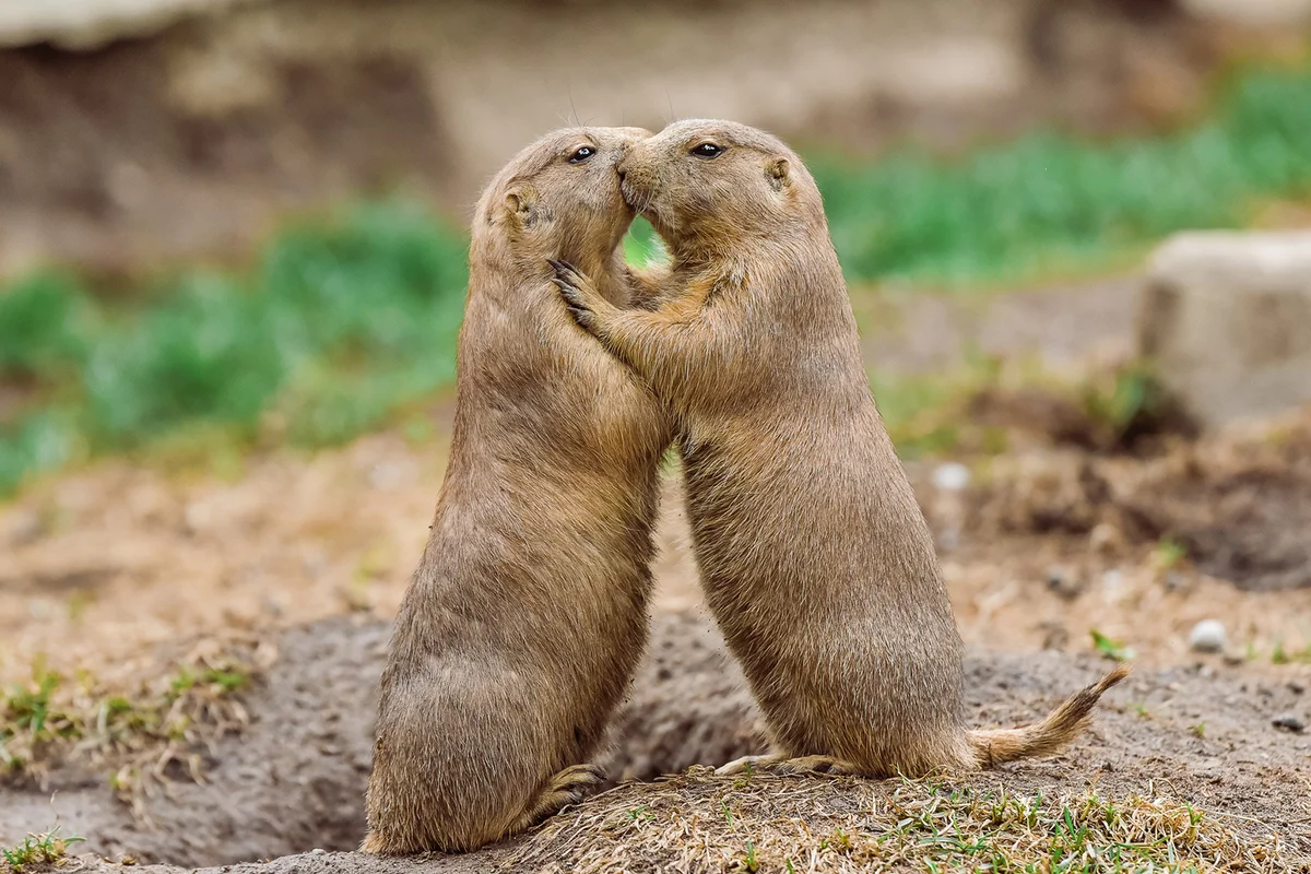 Prairie dogs hugging