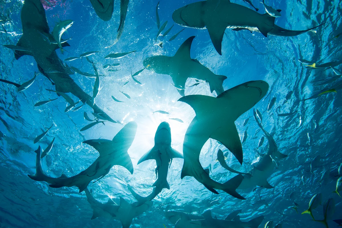Silhouette of Circling Sharks