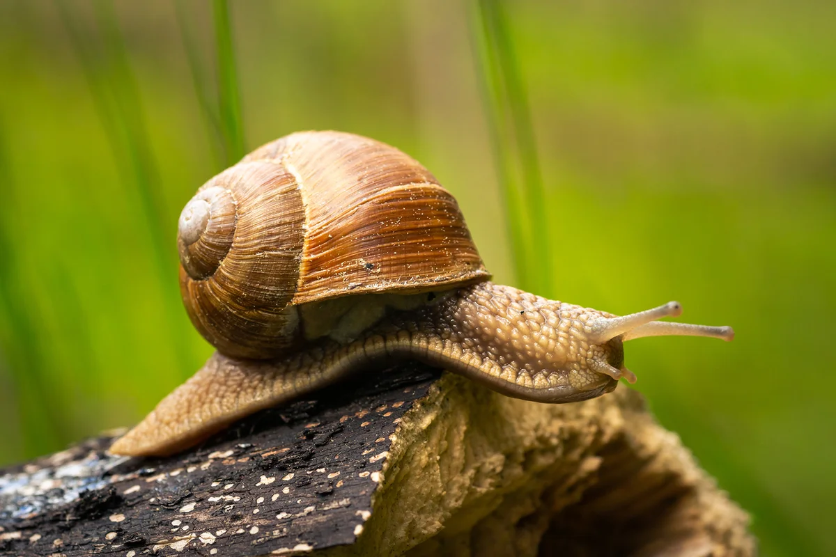 Close-up of snail on wood