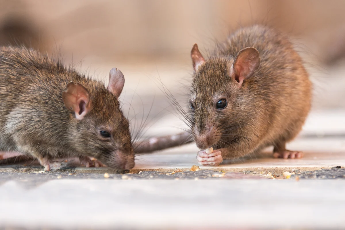 Rats eating