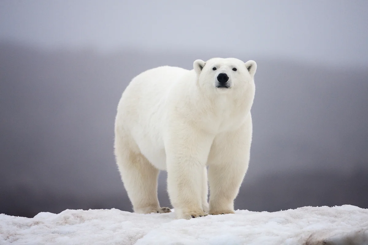 Polar Bear (Ursus maritimus) sniffs air while walking on rocky shore