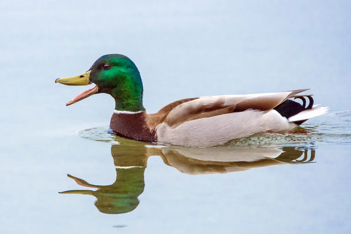 Mallard Duck Talking