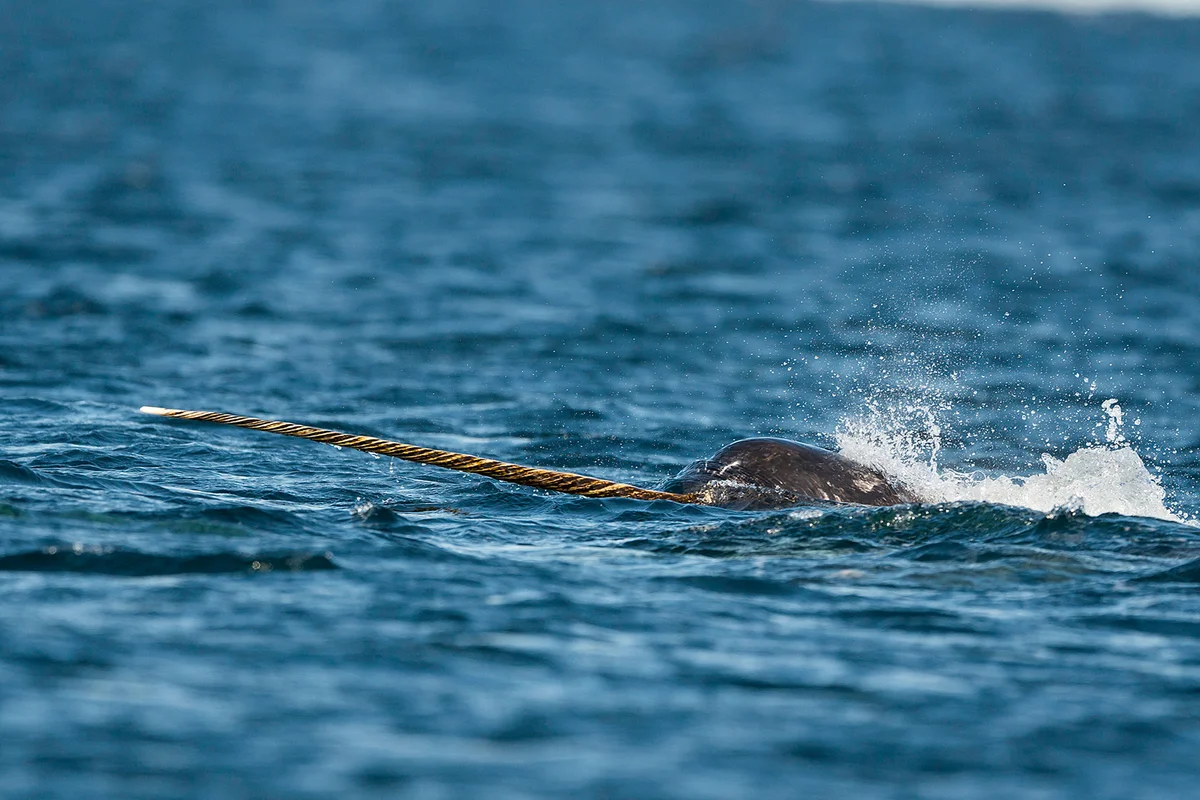 Male narwhal swimming along the surface with it's tusk out of the water